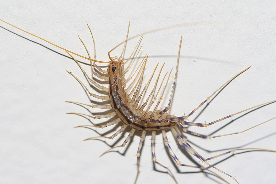 Terrifying Bug Fear and Failure - Fusion Health and Wellness